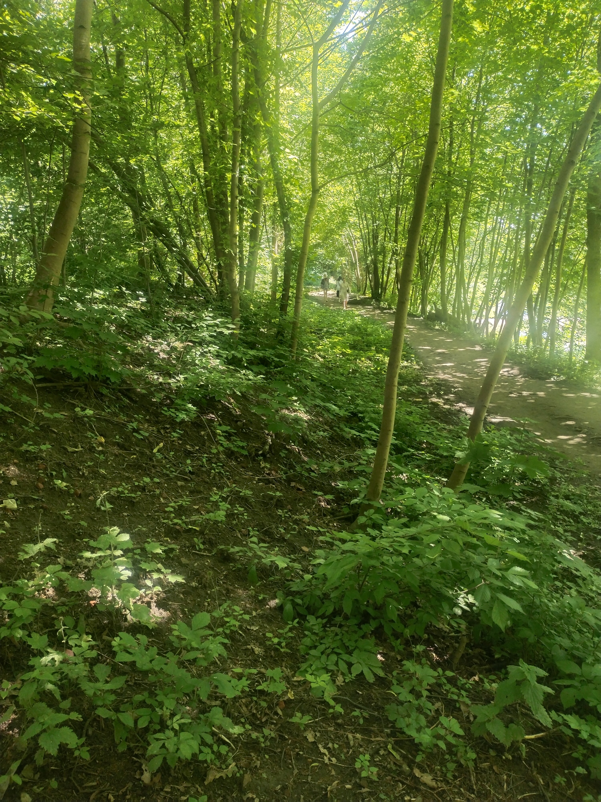 Lithuanian shaft. Kaliningrad. The magical beauty of nature. Restart - My, Lithuanian, Tourism, Kaliningrad, sights, Nature, The nature of Russia, Old man, Travel across Russia, Longpost