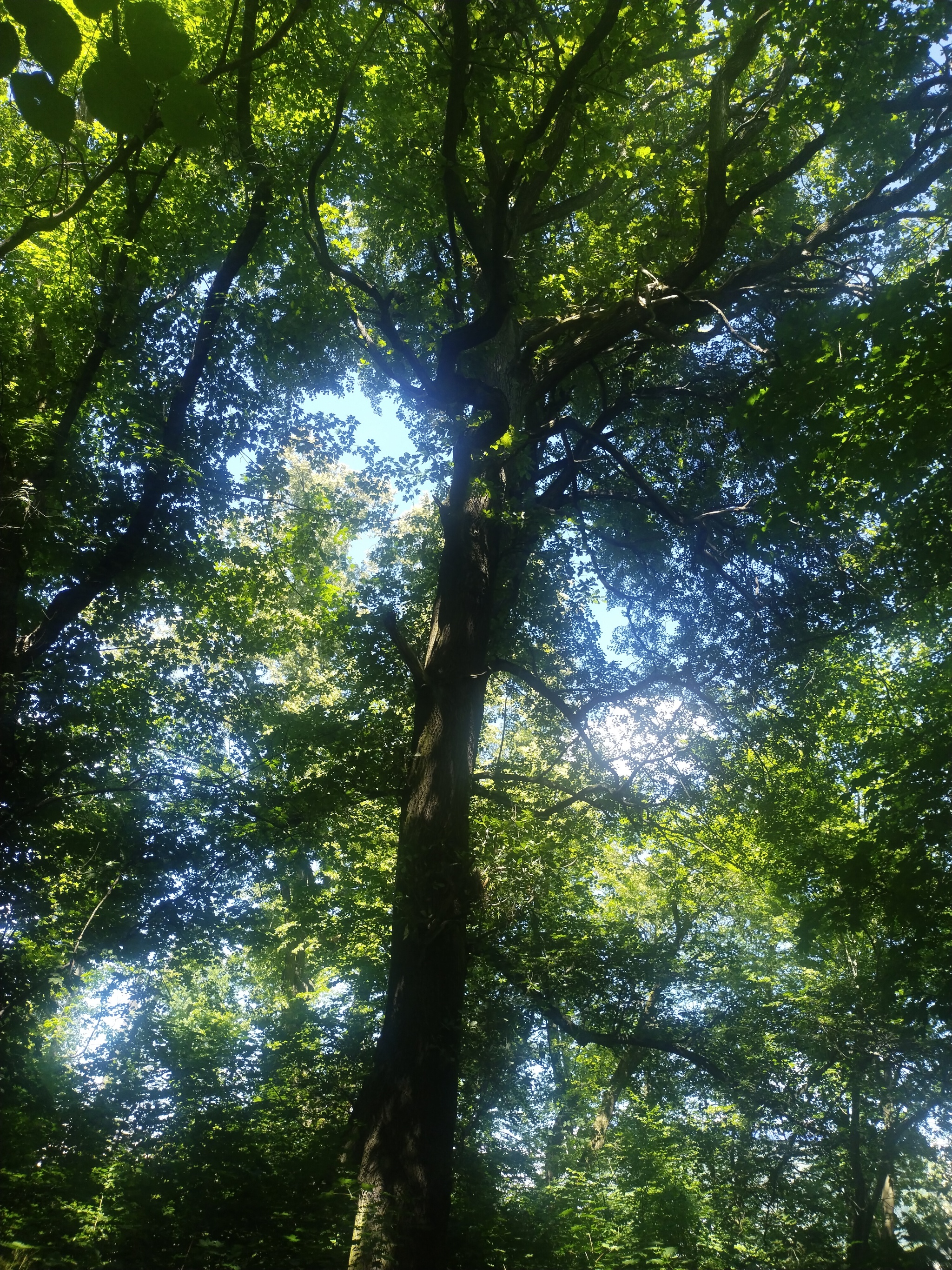 Lithuanian shaft. Kaliningrad. The magical beauty of nature. Restart - My, Lithuanian, Tourism, Kaliningrad, sights, Nature, The nature of Russia, Old man, Travel across Russia, Longpost