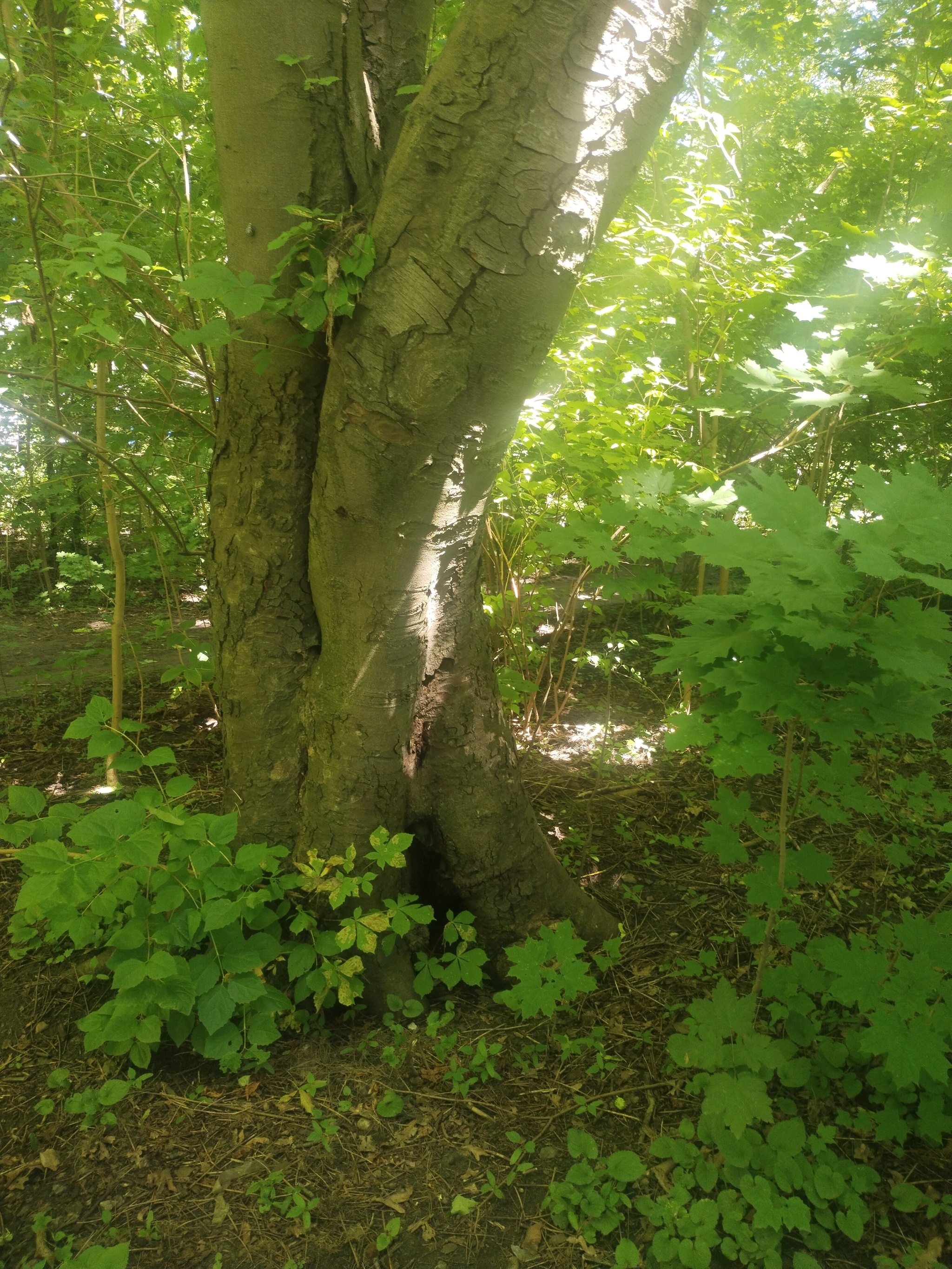 Lithuanian shaft. Kaliningrad. The magical beauty of nature. Restart - My, Lithuanian, Tourism, Kaliningrad, sights, Nature, The nature of Russia, Old man, Travel across Russia, Longpost