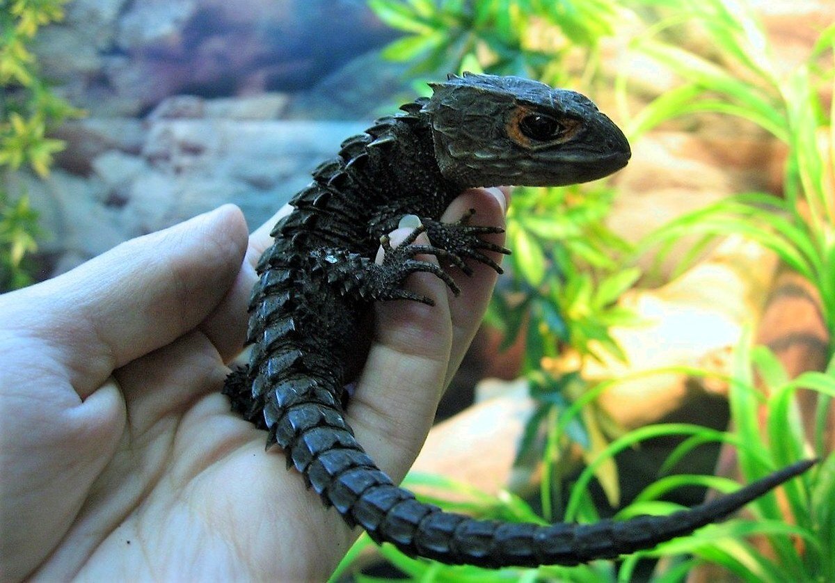 A pet dragon that you can put in your home - My, Animals, Biology, Nature, Around the world, Lizard, Reptiles, In the animal world, The photo, Longpost, Crocodile skink