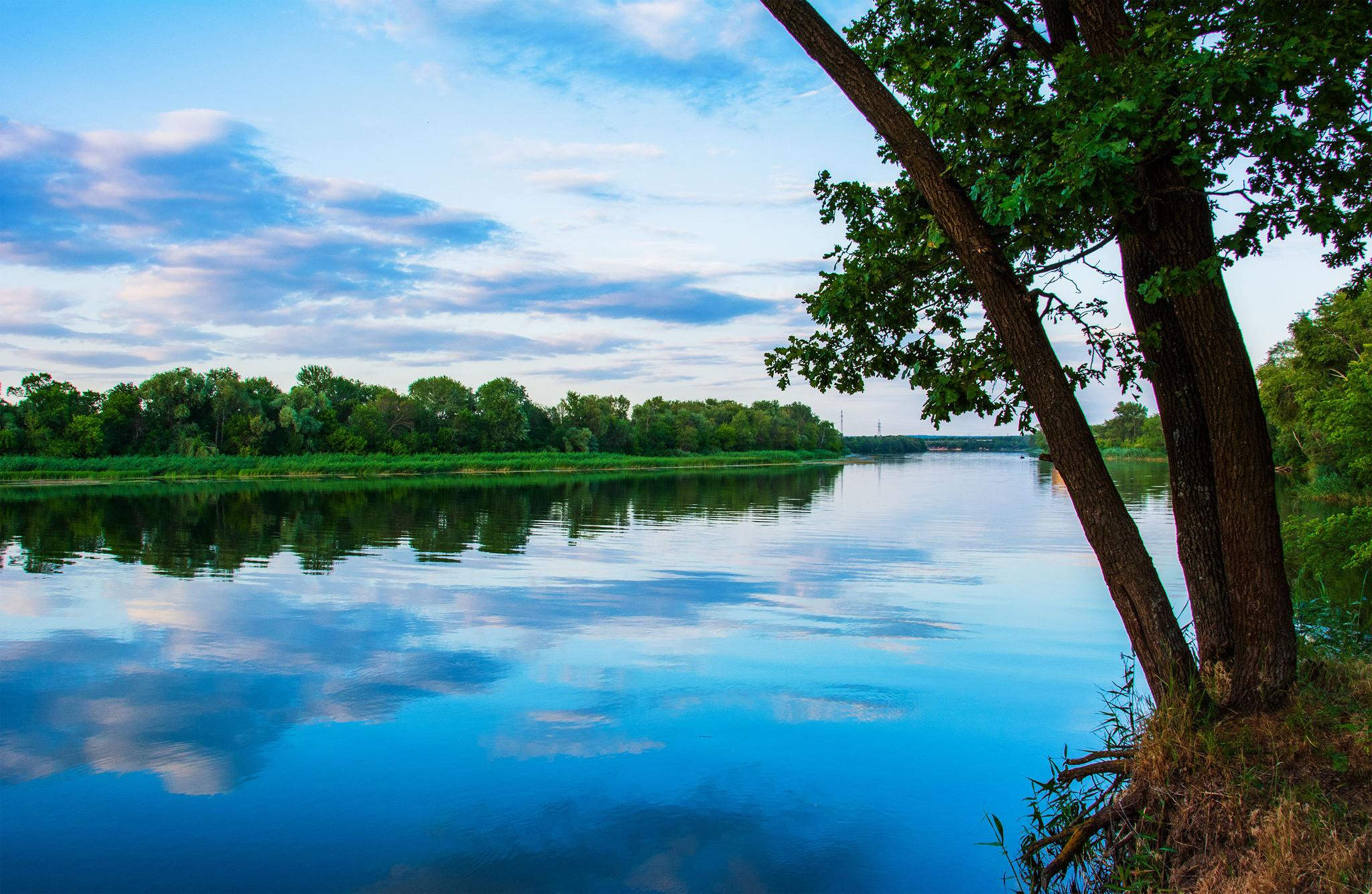 Oak by the river... - My, The photo, Nikon, Nature, Landscape, River, Sunset, Seversky Donets, Clouds, Oak