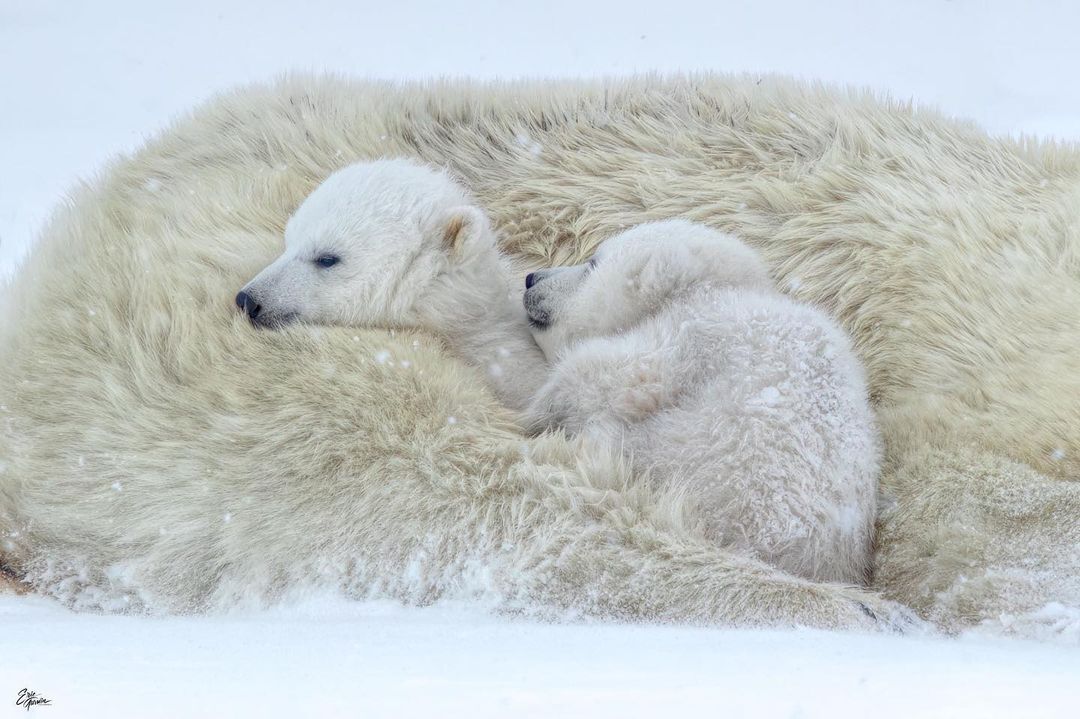 The Joy of Motherhood - Polar bear, Teddy bears, Predatory animals, Wild animals, wildlife, North America, The photo, Longpost