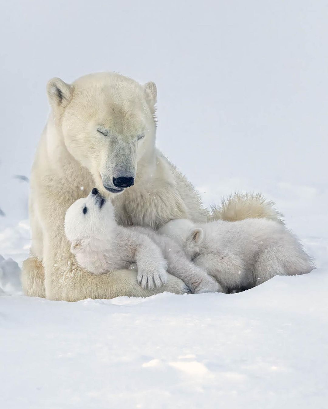 The Joy of Motherhood - Polar bear, Teddy bears, Predatory animals, Wild animals, wildlife, North America, The photo, Longpost