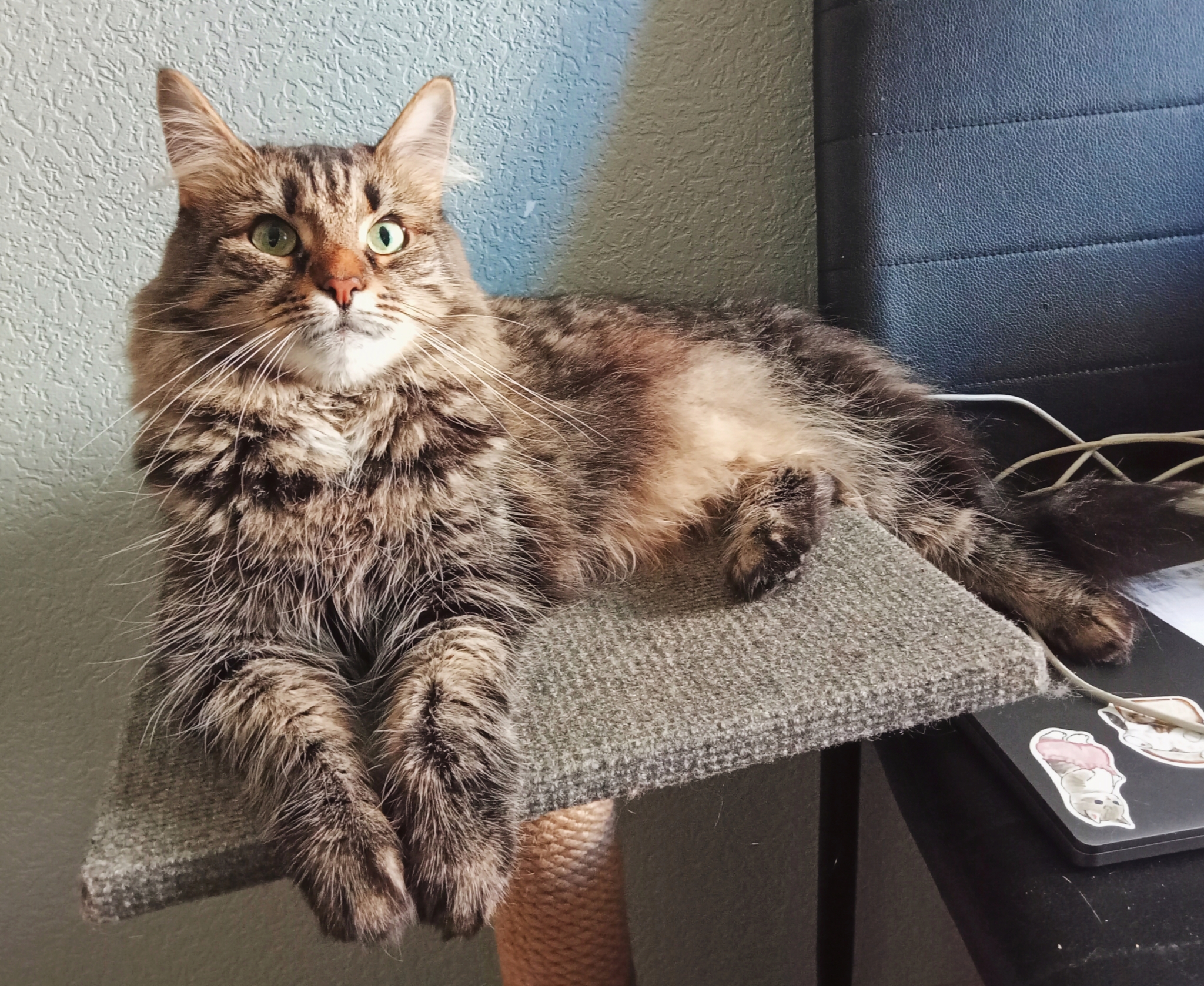 I don't think she's very happy... - My, cat, Fluffy, Indignation, Mobile photography, Photo on sneaker, Norwegian Forest Cat, Cur