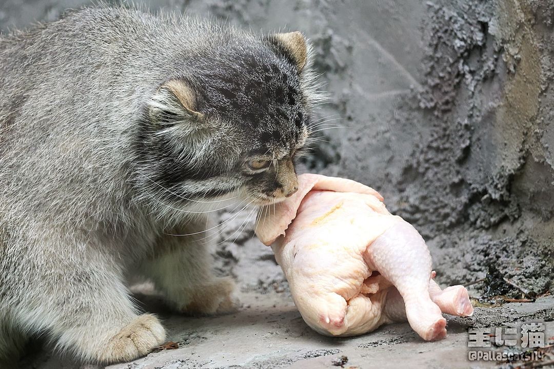 Maybe I should become a chef with Michelin stars? - Pallas' cat, Predatory animals, Small cats, Cat family, Wild animals, Zoo, The photo, Carcass