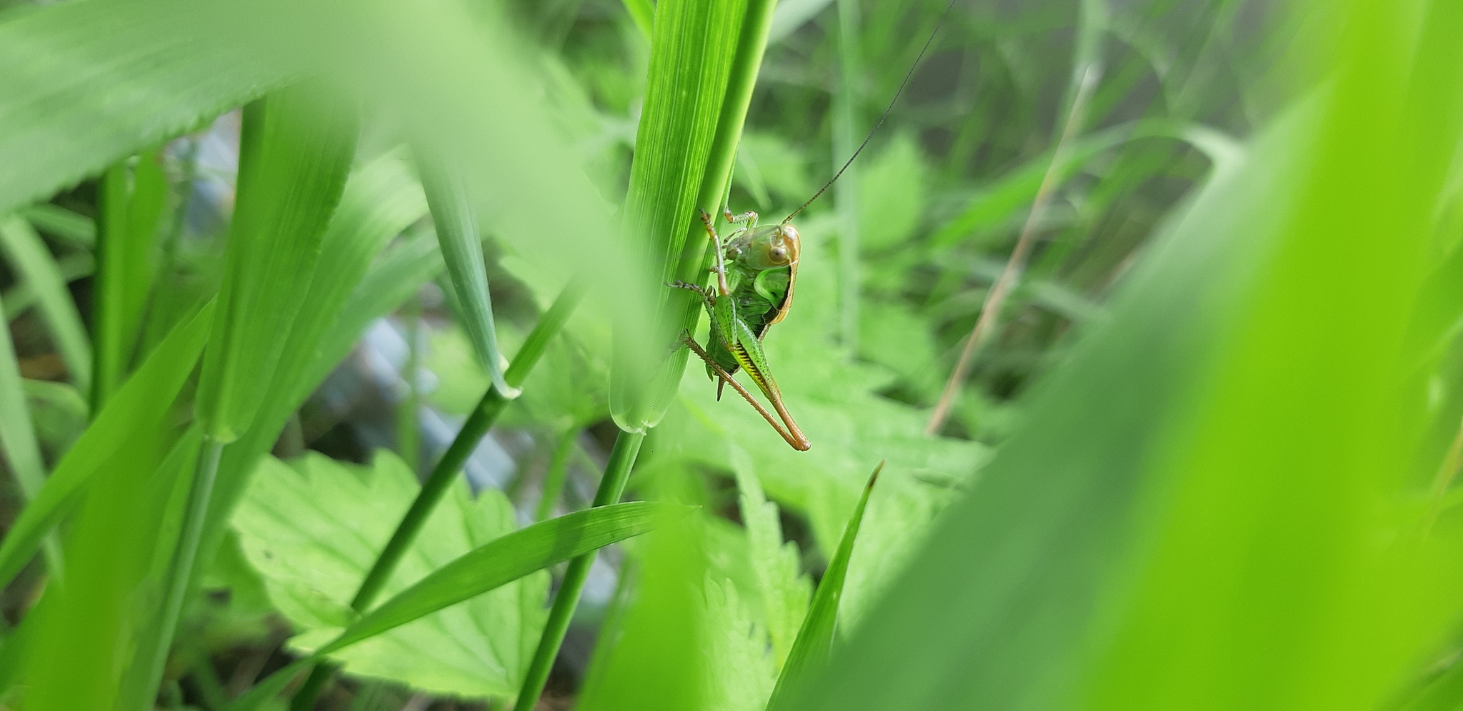 Grasshopper - Grasshopper, Nature, Insects, The photo