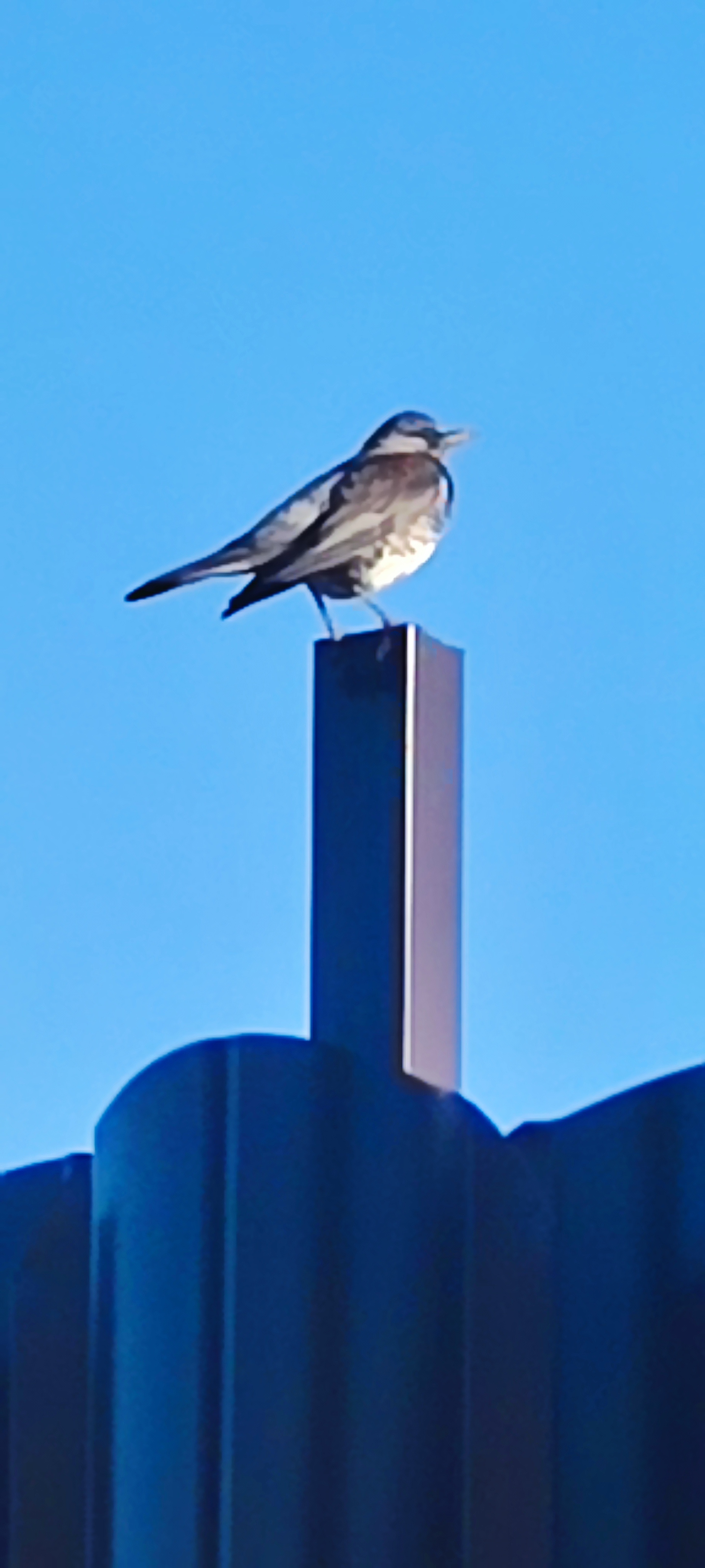 Help, brothers pikabushnik-ornithologists - My, The strength of the Peekaboo, Birds, Help, Nature, Longpost