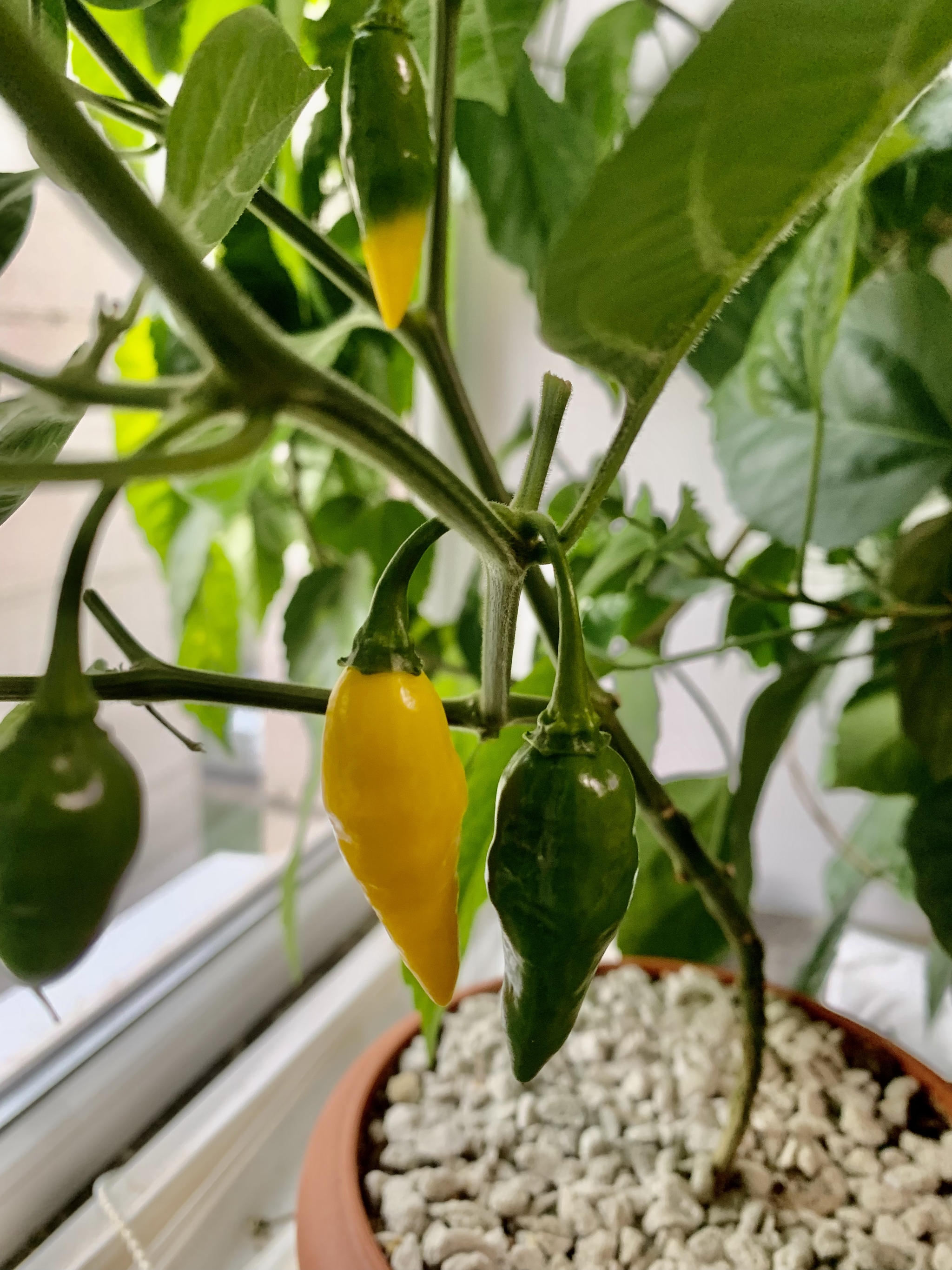 Aji Mohero - My, Pepper, Sharp