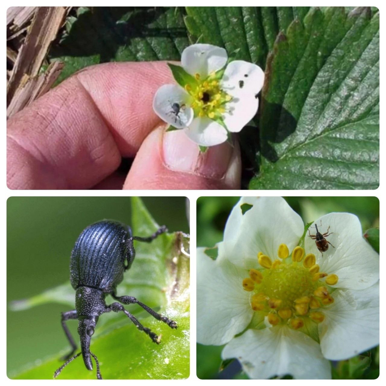 How to treat strawberries during flowering if there is a weevil infestation - Garden, Garden, Gardening, Dacha, Plants, Strawberry (plant), Village, Houseplants, Bloom, Hot peppers, Macro photography, Telegram (link)