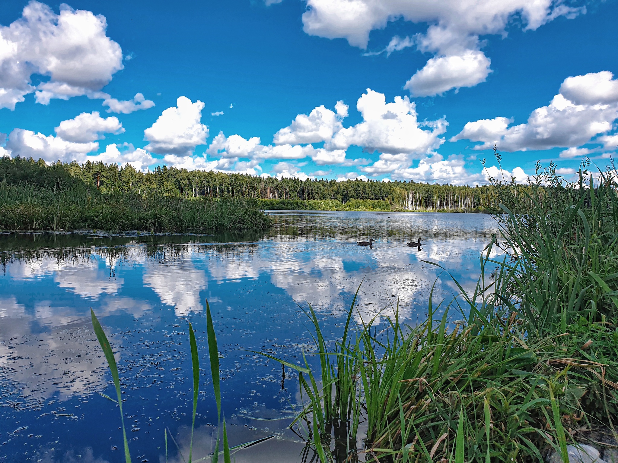 Pikabu users should know about the environment and the inaction of the Moscow region administrations - Ecology, Ecological catastrophy, Lake, Sewerage, A fish, Nature, Andrey Vorobyov, Khimki, Solnechnogorsk, Administration, The nature of Russia, Russia, Protection of Nature, Rosprirodnadzor, The television, Help, Peekaboo, Video, Vertical video, Telegram (link), Longpost