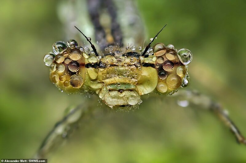 Insect life - Insects, Macro photography, The photo, Nature, Fishkinet, Longpost