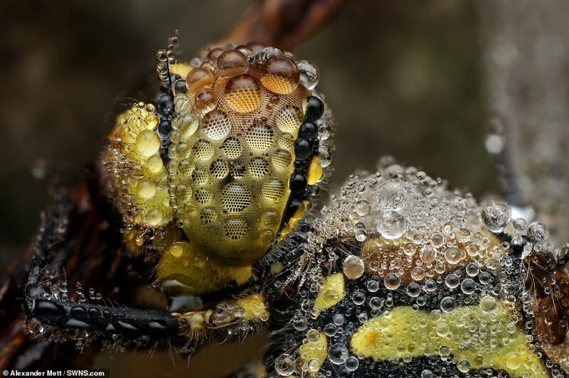 Insect life - Insects, Macro photography, The photo, Nature, Fishkinet, Longpost