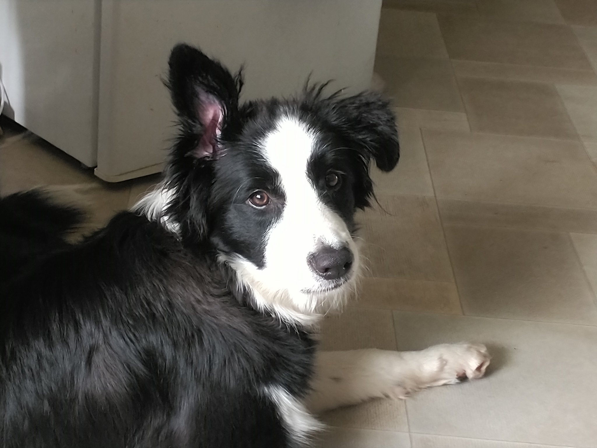 Border collie puppy's ears don't stand up - Question, Need advice, Problem, Longpost