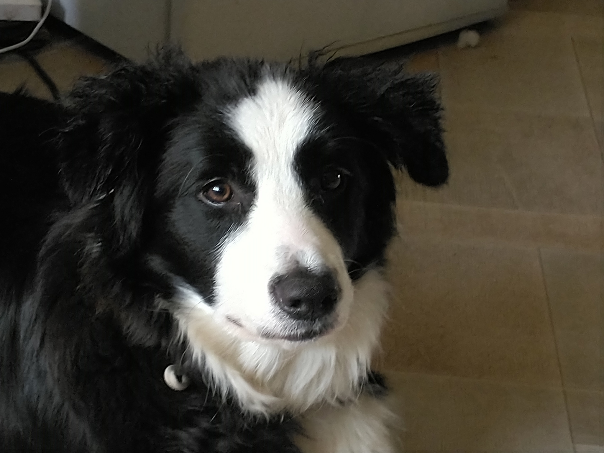 Border collie puppy's ears don't stand up - Question, Need advice, Problem, Longpost