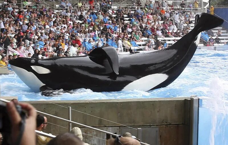 Can you imagine yourself at least for a minute as a killer whale in an aquarium? - Killer whale, Seaworld, Oceanarium, Video, Youtube, Mat, Longpost