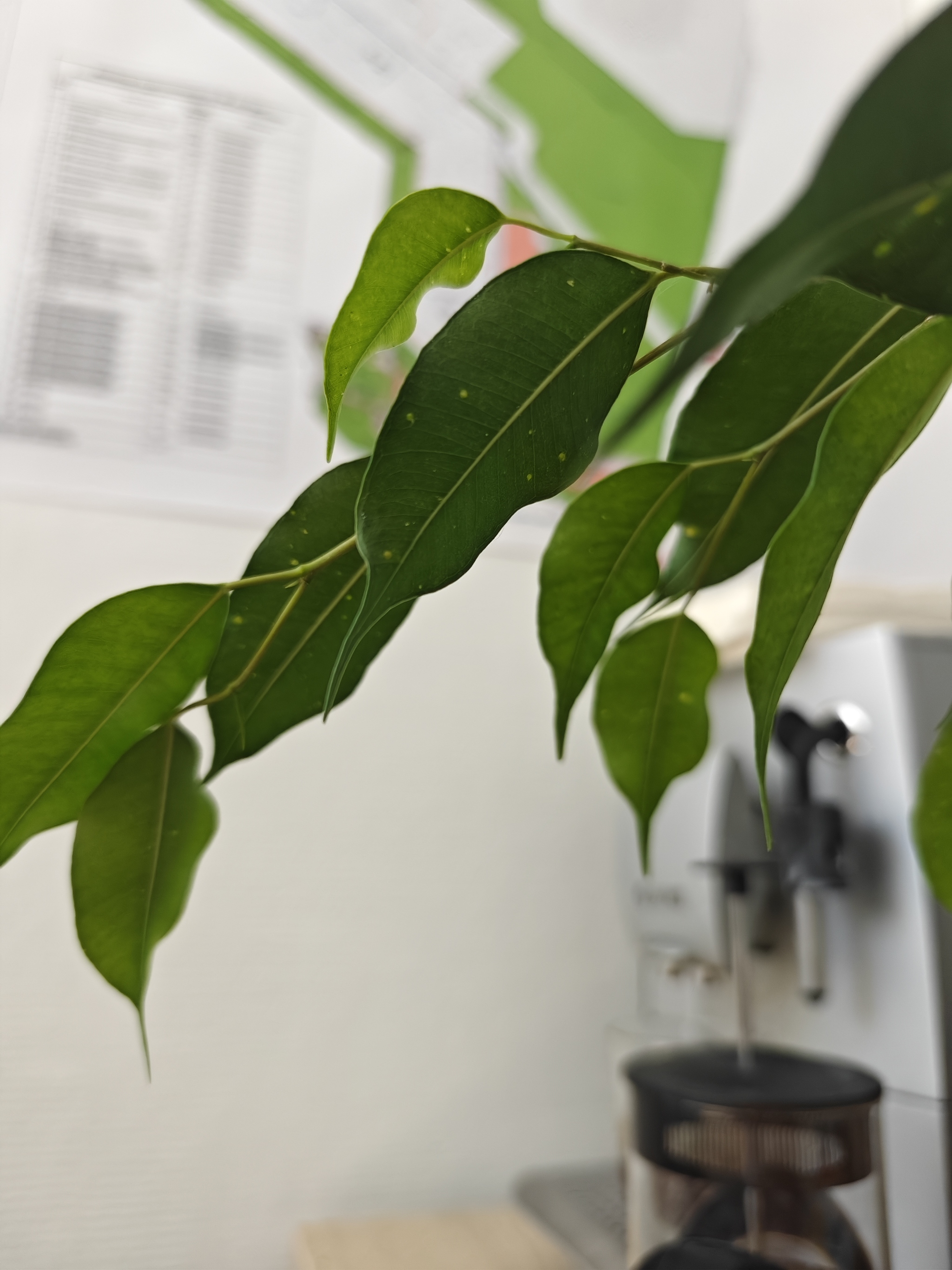 What's the deal with ficus? Aphid? - Plants, Ficus, Flowers, Longpost