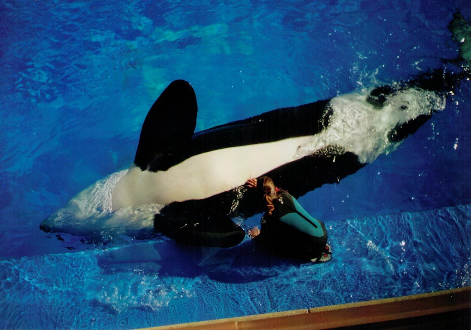 Can you imagine yourself at least for a minute as a killer whale in an aquarium? - Killer whale, Seaworld, Oceanarium, Video, Youtube, Mat, Longpost