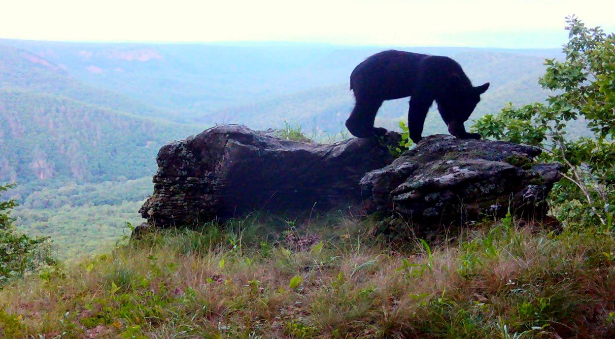 Stone throne - Far Eastern leopard, Squirrel, Badger, Himalayan bear, The Bears, Hare, Wild animals, wildlife, beauty, National park, Land of the Leopard, Primorsky Krai, Phototrap, Leopard, The photo, Telegram (link), Longpost, Flag Territory