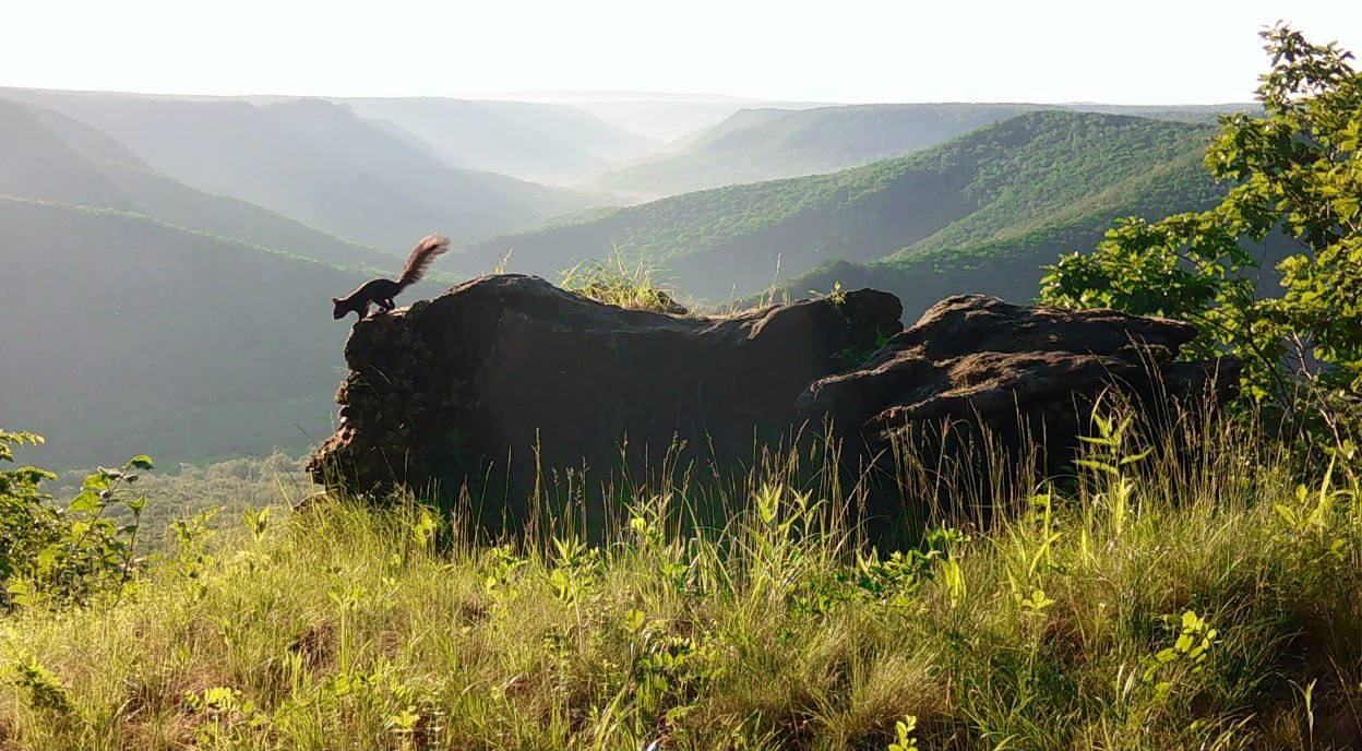 Stone throne - Far Eastern leopard, Squirrel, Badger, Himalayan bear, The Bears, Hare, Wild animals, wildlife, beauty, National park, Land of the Leopard, Primorsky Krai, Phototrap, Leopard, The photo, Telegram (link), Longpost, Flag Territory