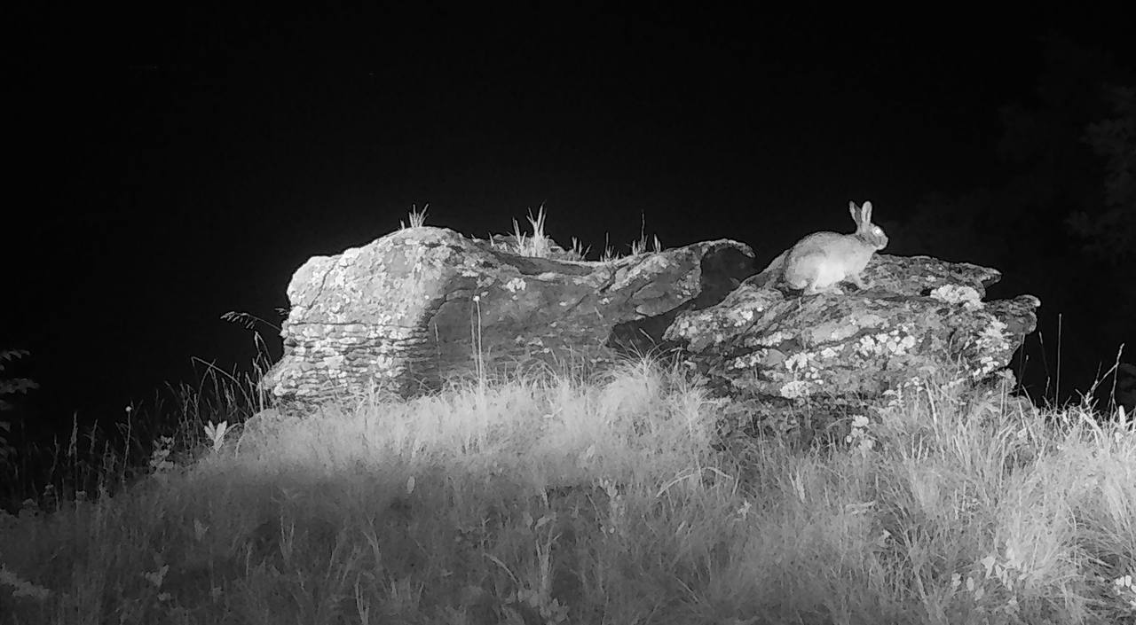 Stone throne - Far Eastern leopard, Squirrel, Badger, Himalayan bear, The Bears, Hare, Wild animals, wildlife, beauty, National park, Land of the Leopard, Primorsky Krai, Phototrap, Leopard, The photo, Telegram (link), Longpost, Flag Territory