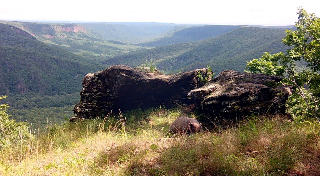 Stone throne - Far Eastern leopard, Squirrel, Badger, Himalayan bear, The Bears, Hare, Wild animals, wildlife, beauty, National park, Land of the Leopard, Primorsky Krai, Phototrap, Leopard, The photo, Telegram (link), Longpost, Flag Territory