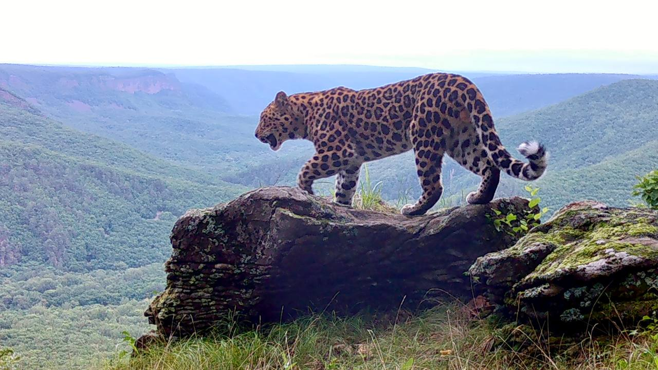 Stone throne - Far Eastern leopard, Squirrel, Badger, Himalayan bear, The Bears, Hare, Wild animals, wildlife, beauty, National park, Land of the Leopard, Primorsky Krai, Phototrap, Leopard, The photo, Telegram (link), Longpost, Flag Territory