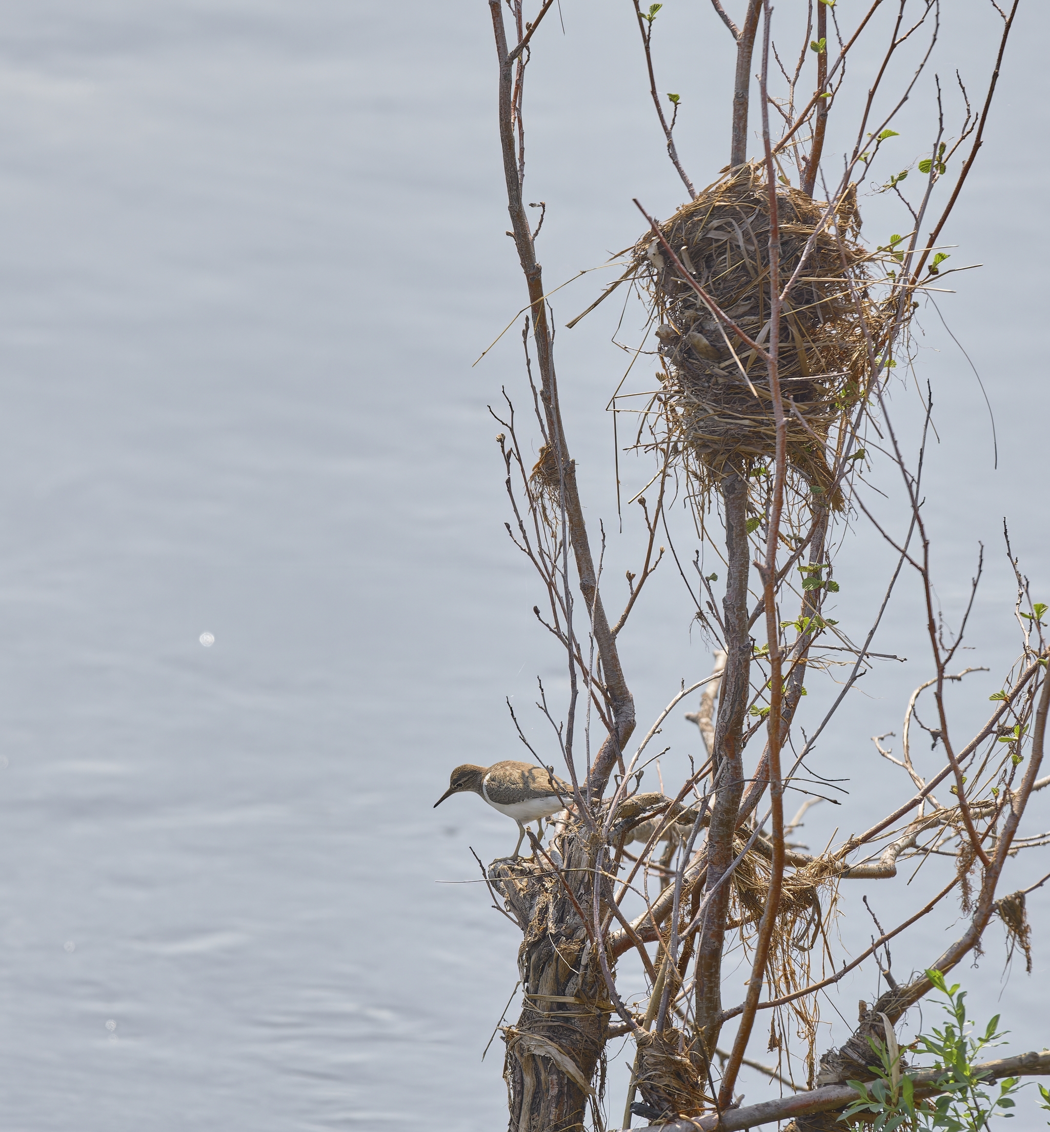 Carrier (Republic of Mari El) - My, Canon, Photo hunting, Ornithology, Ornithology League, Birds, Mari El, Carrier