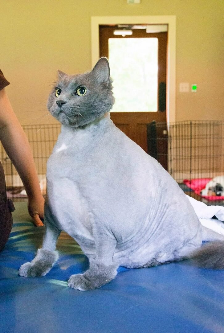 A shaved cat is a sick cat. Why can’t you cut your pet’s hair even in the fiercest heat? - cat, Shaving, Стрижка, Heat, Animals, Yandex Zen, Yandex Zen (link), Longpost