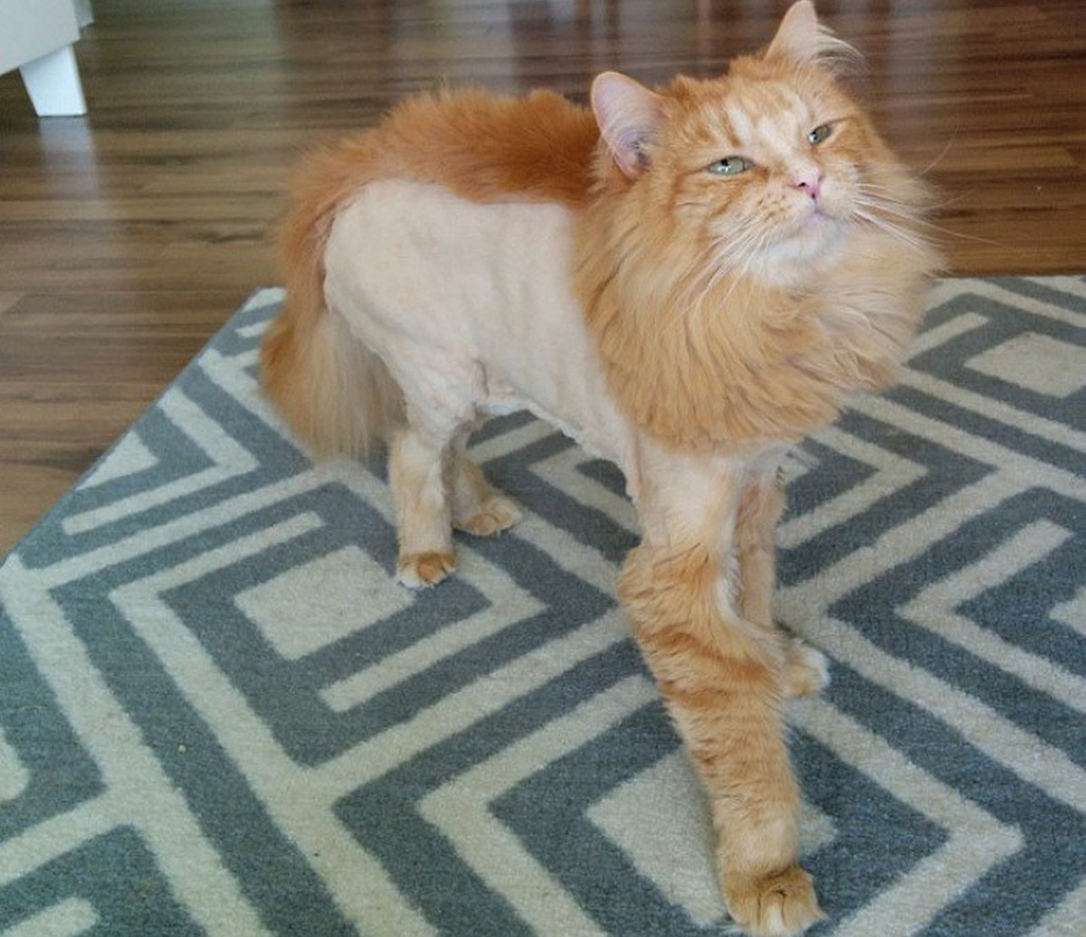 A shaved cat is a sick cat. Why can’t you cut your pet’s hair even in the fiercest heat? - cat, Shaving, Стрижка, Heat, Animals, Yandex Zen, Yandex Zen (link), Longpost