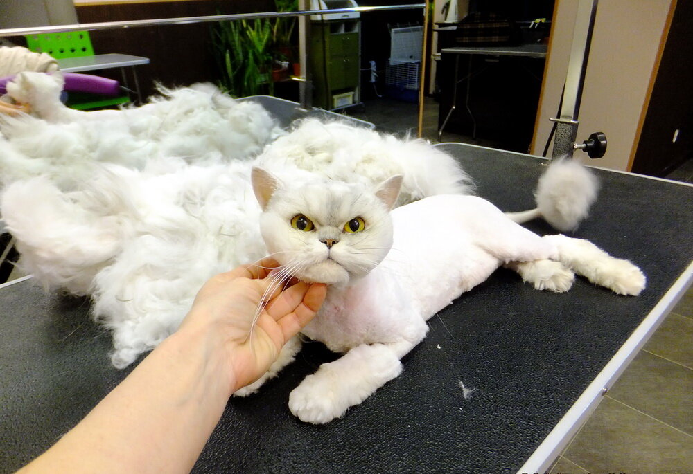 A shaved cat is a sick cat. Why can’t you cut your pet’s hair even in the fiercest heat? - cat, Shaving, Стрижка, Heat, Animals, Yandex Zen, Yandex Zen (link), Longpost