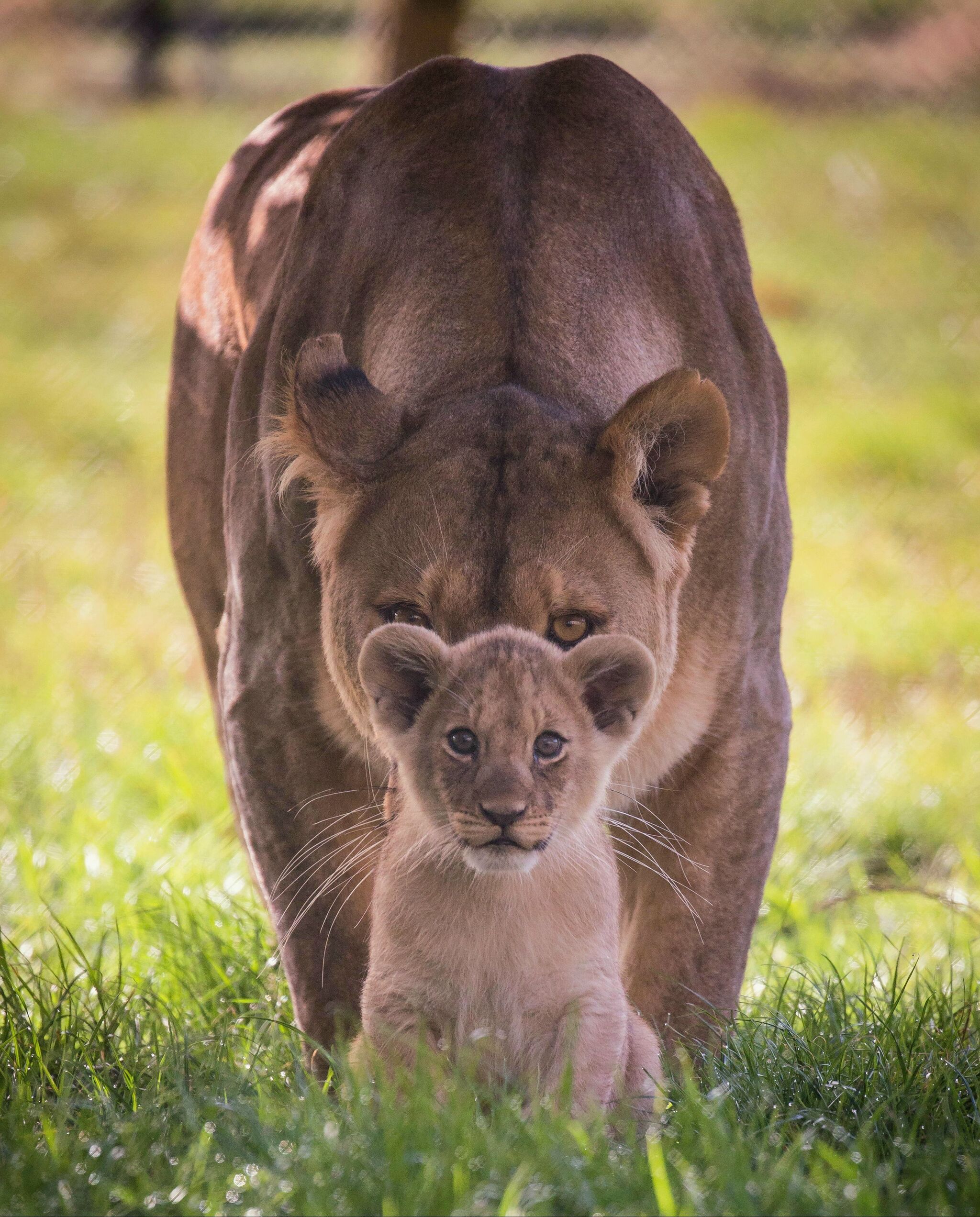 Mom, look, they are afraid of me! - Wild animals, Zoo, Predatory animals, Cat family, Big cats, a lion, Lioness, Lion cubs, Young