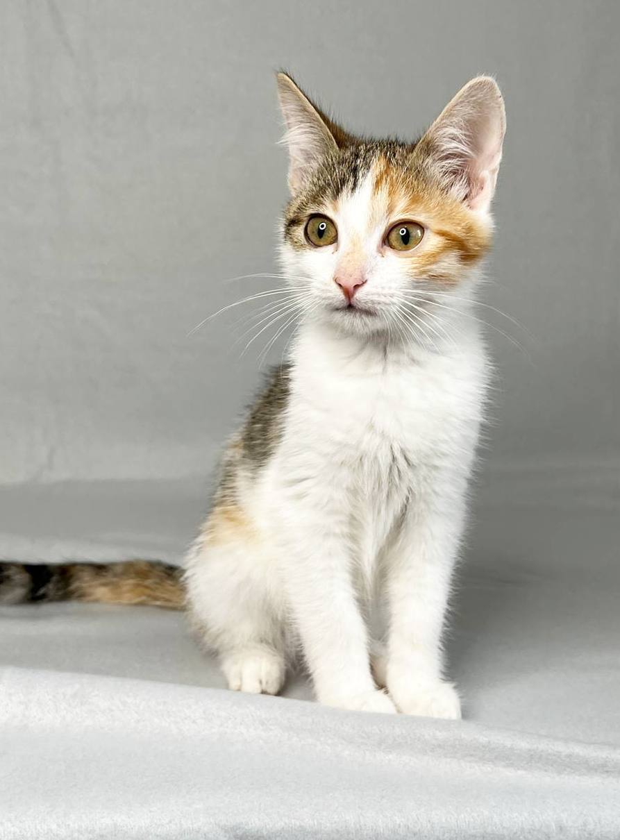 Charming baby Trisha is looking for a loving family - My, Crossposting, Pikabu publish bot, In good hands, cat, Longpost