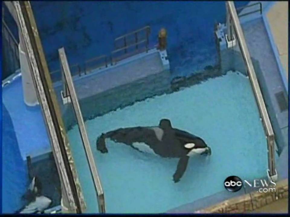 Can you imagine yourself at least for a minute as a killer whale in an aquarium? - Killer whale, Seaworld, Oceanarium, Video, Youtube, Mat, Longpost