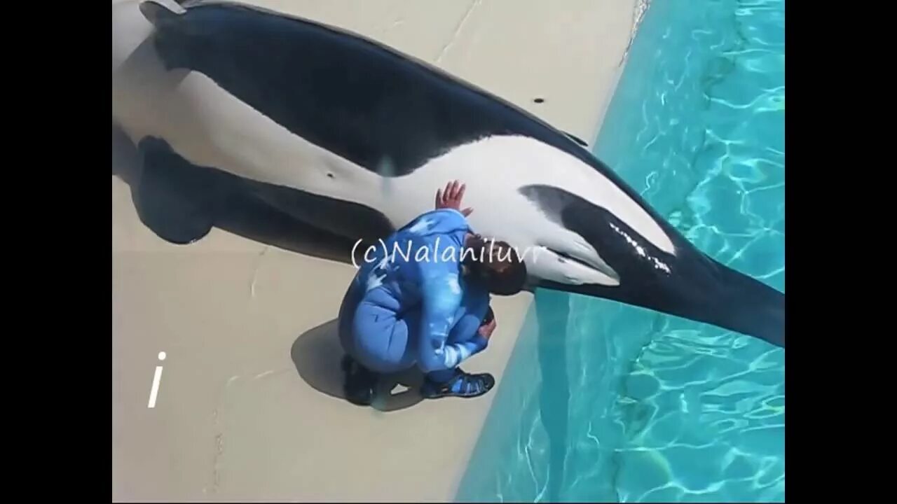 Can you imagine yourself at least for a minute as a killer whale in an aquarium? - Killer whale, Seaworld, Oceanarium, Video, Youtube, Mat, Longpost