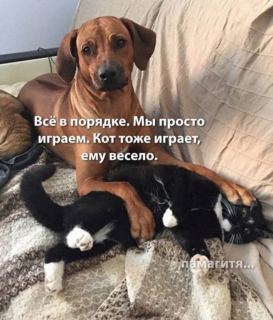 Help the cat, please! - Picture with text, A life, cat, Dog