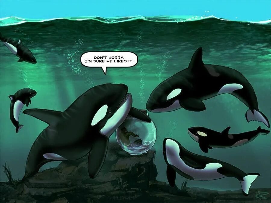 Can you imagine yourself at least for a minute as a killer whale in an aquarium? - Killer whale, Seaworld, Oceanarium, Video, Youtube, Mat, Longpost