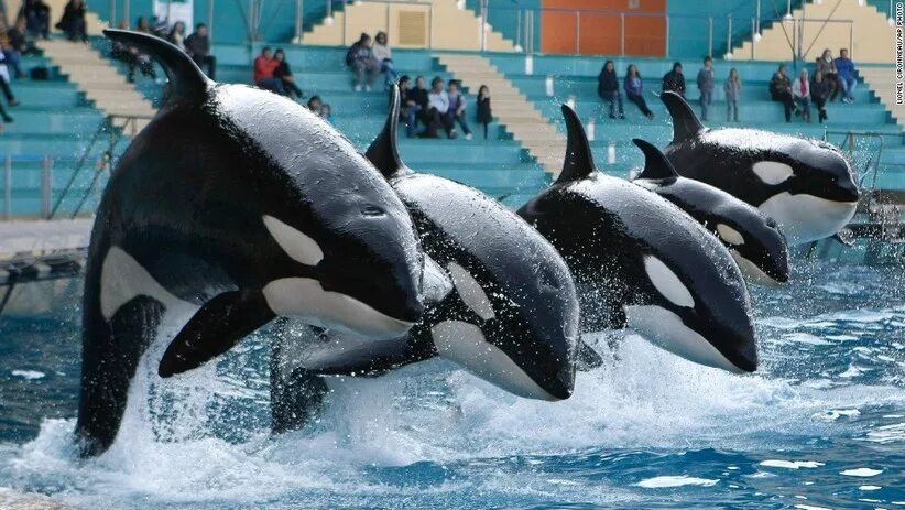 Post #11553134 - Killer whale, Oceanarium, Captivity, Animal defenders