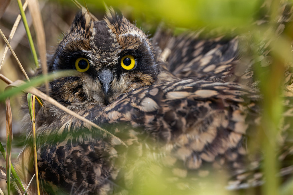 A little happiness of a photographer or meeting with a Short-eared Owl - My, The nature of Russia, Photo hunting, Ornithology, Birds, The photo, Owl, Swamp owl, Bird watching, Ornithology League, In the animal world, Predator birds, Longpost