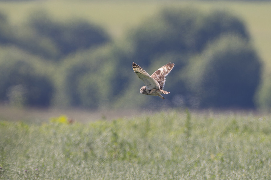 A little happiness of a photographer or meeting with a Short-eared Owl - My, The nature of Russia, Photo hunting, Ornithology, Birds, The photo, Owl, Swamp owl, Bird watching, Ornithology League, In the animal world, Predator birds, Longpost