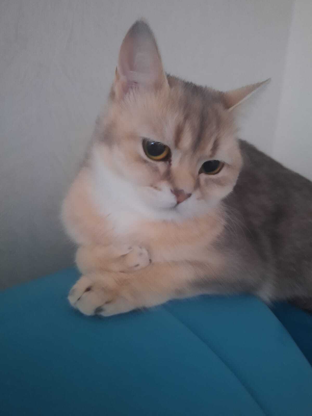 Kotoland. A bunch of cats looking for a home! - My, cat, Shelter, Shelter Cotoland, Lipetsk, No rating, In good hands, Kindness, Help, Dog, Spitz, Longpost