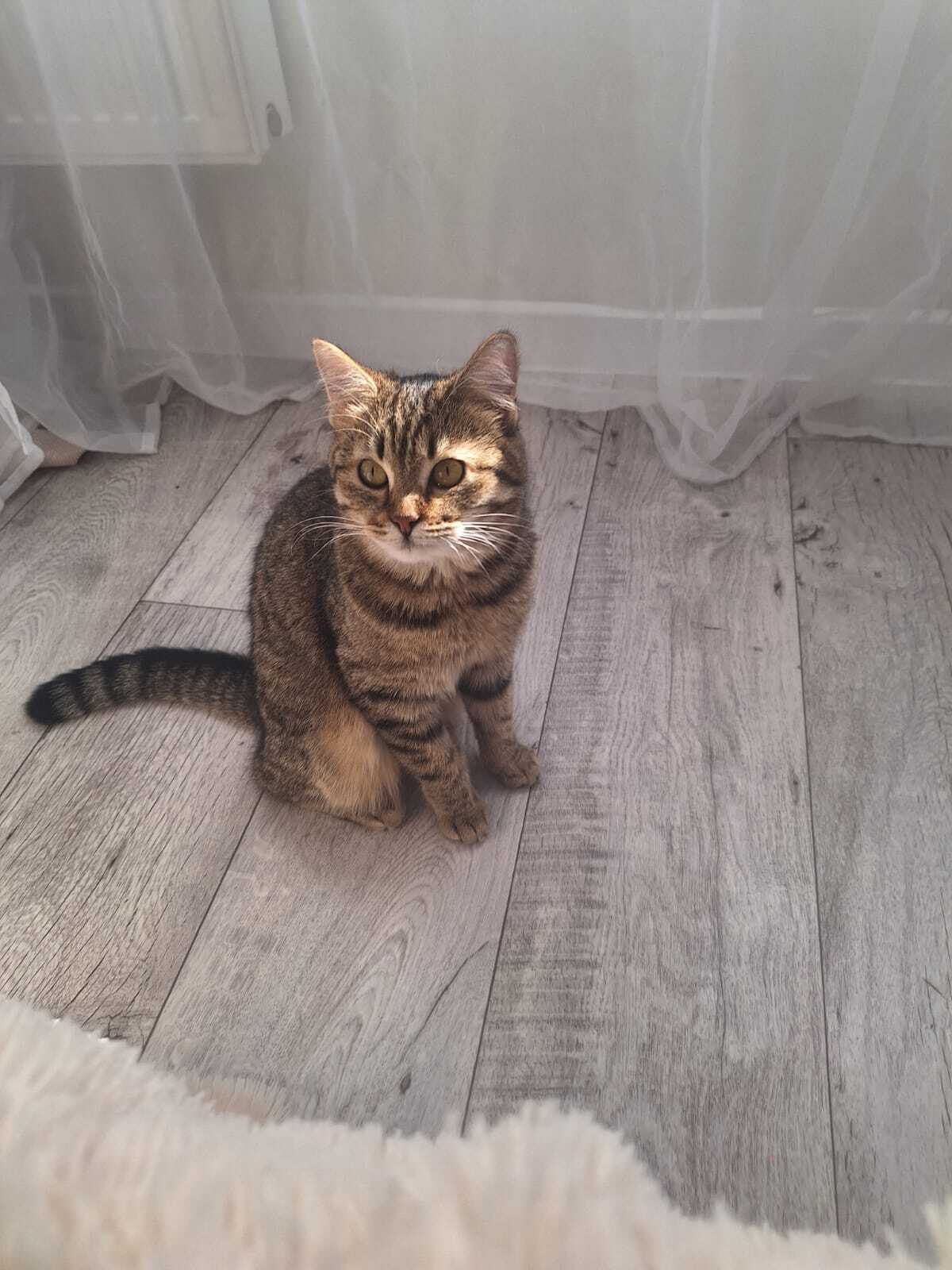 Kotoland. A bunch of cats looking for a home! - My, cat, Shelter, Shelter Cotoland, Lipetsk, No rating, In good hands, Kindness, Help, Dog, Spitz, Longpost