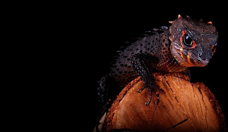 A pet dragon that you can put in your home - My, Animals, Biology, Nature, Around the world, Lizard, Reptiles, In the animal world, The photo, Longpost, Crocodile skink