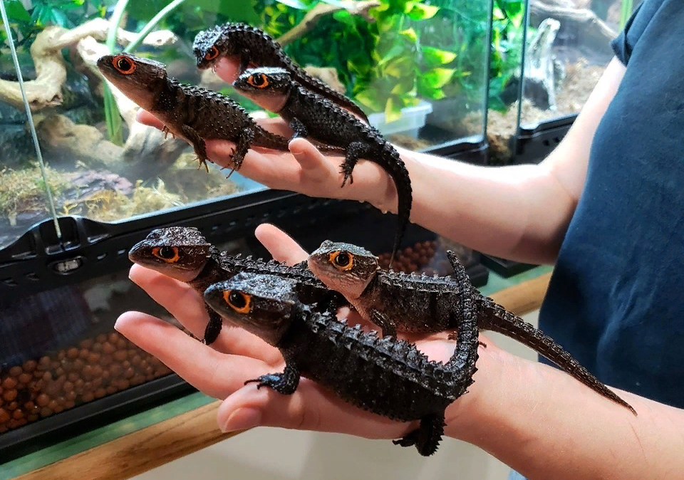 A pet dragon that you can put in your home - My, Animals, Biology, Nature, Around the world, Lizard, Reptiles, In the animal world, The photo, Longpost, Crocodile skink