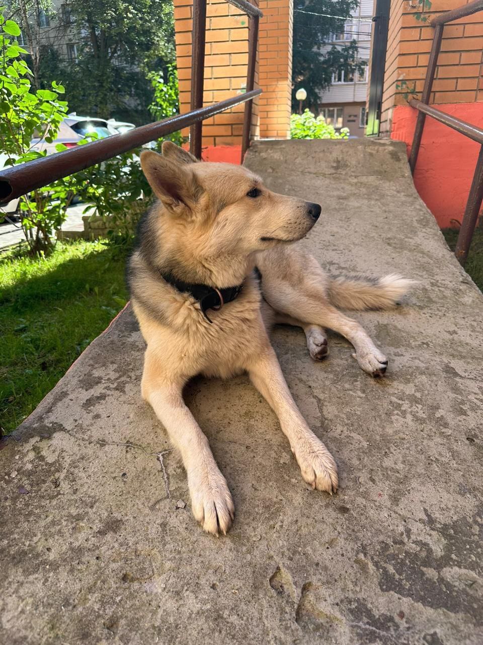 Zvenigorod, dog found - Lost, Dog lovers, Veterinary, The rescue, Dog, Found a dog, Zvenigorod, Odintsovo, No rating, Longpost