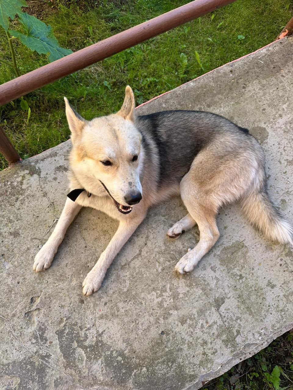 Zvenigorod, dog found - Lost, Dog lovers, Veterinary, The rescue, Dog, Found a dog, Zvenigorod, Odintsovo, No rating, Longpost