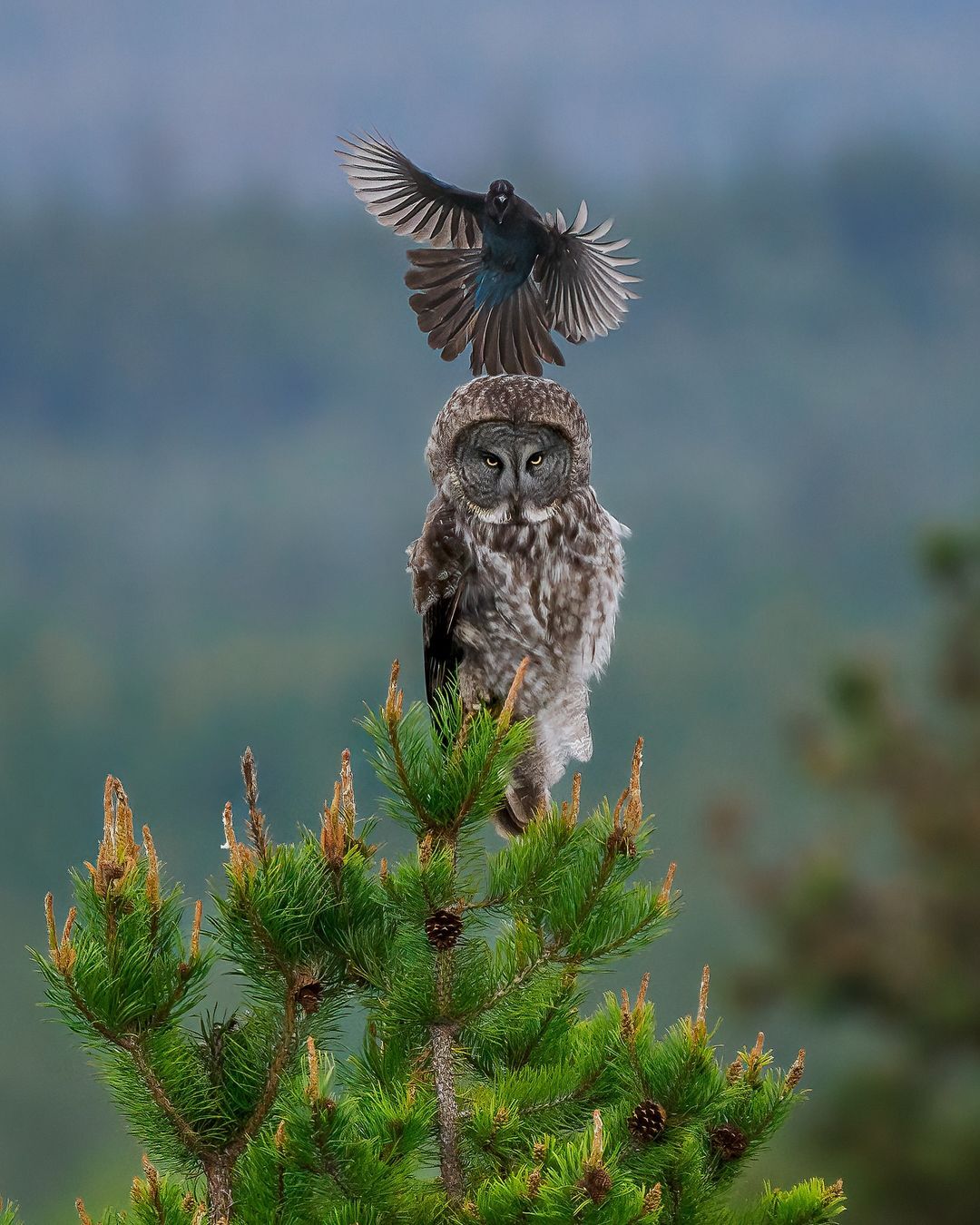 Steller's black-headed blue jay and great gray owl - Bearded Owl, Owl, Predator birds, Passeriformes, Jay, Birds, Wild animals, wildlife, North America, The photo