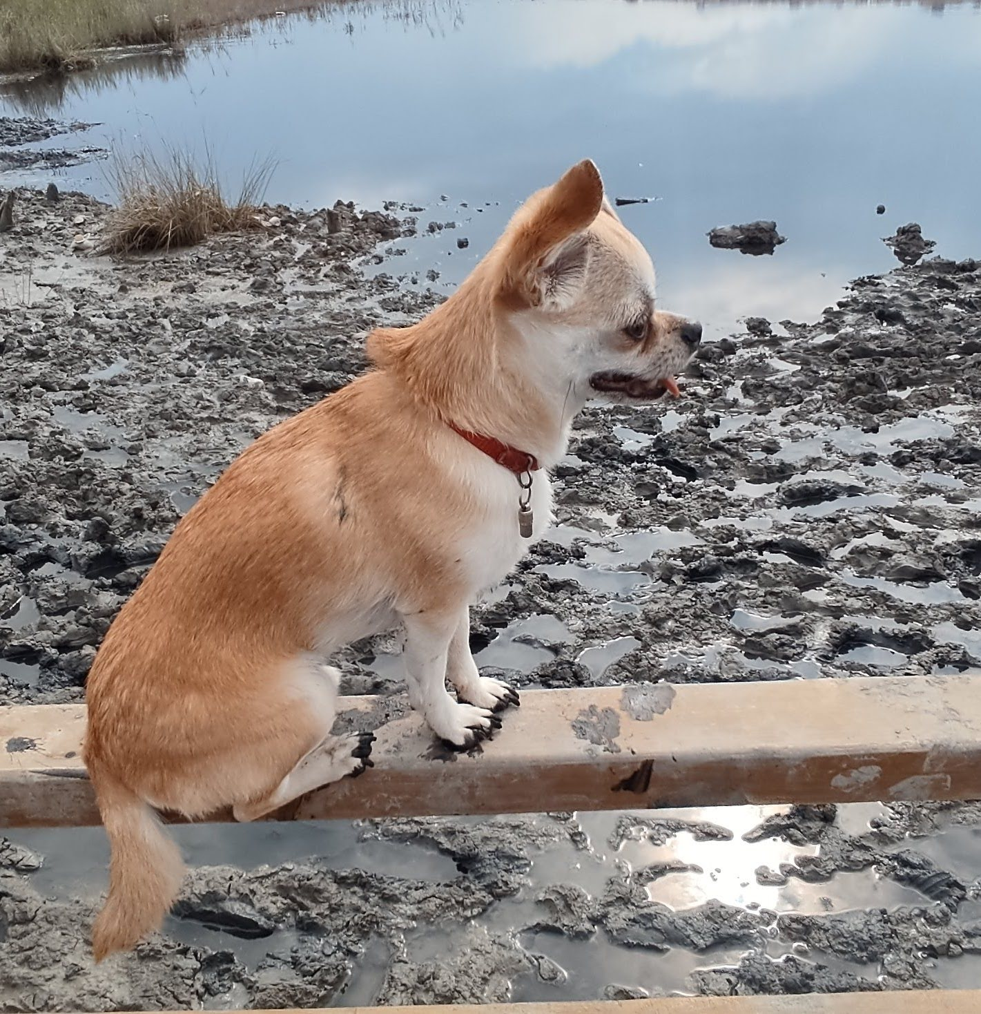 Reply to the post “The dog is tired while hiking” - My, Dog, Hike, Unusual, Milota, Mountain tourism, The photo, Reply to post, Longpost, Chihuahua