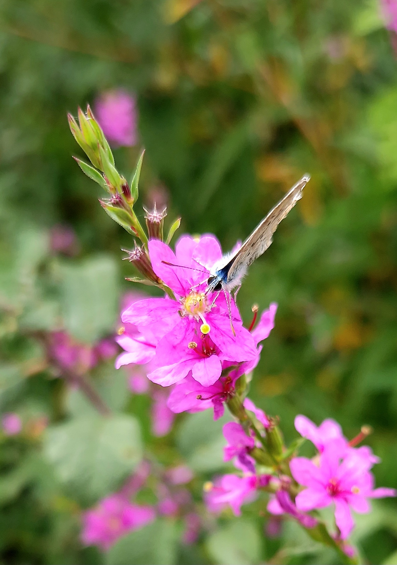 Post #11554693 - My, Summer, Heat, Butterfly, Flowers, Steppe, Entomology, Vertical video, Insects, Plants, Macro photography, Video, Longpost, Mobile photography