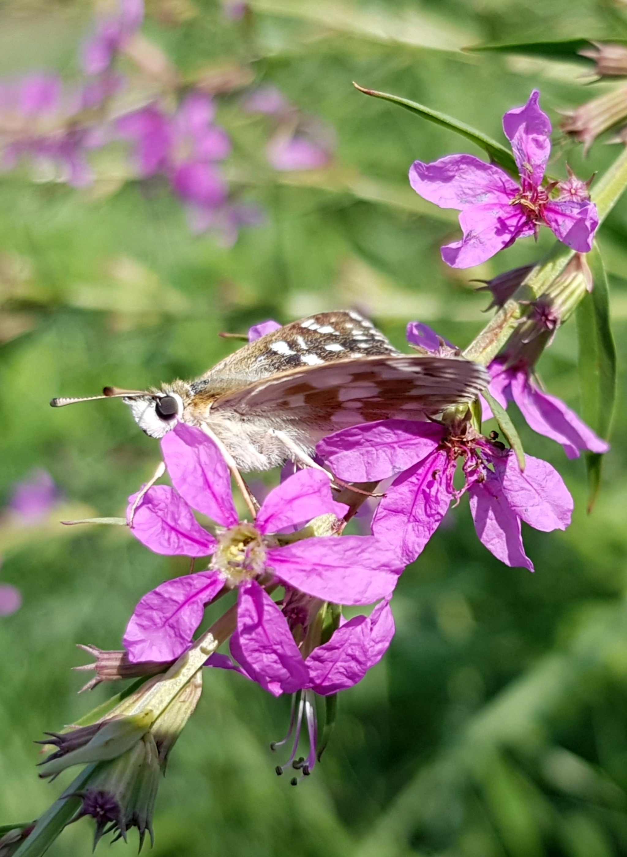 Post #11554693 - My, Summer, Heat, Butterfly, Flowers, Steppe, Entomology, Vertical video, Insects, Plants, Macro photography, Video, Longpost, Mobile photography