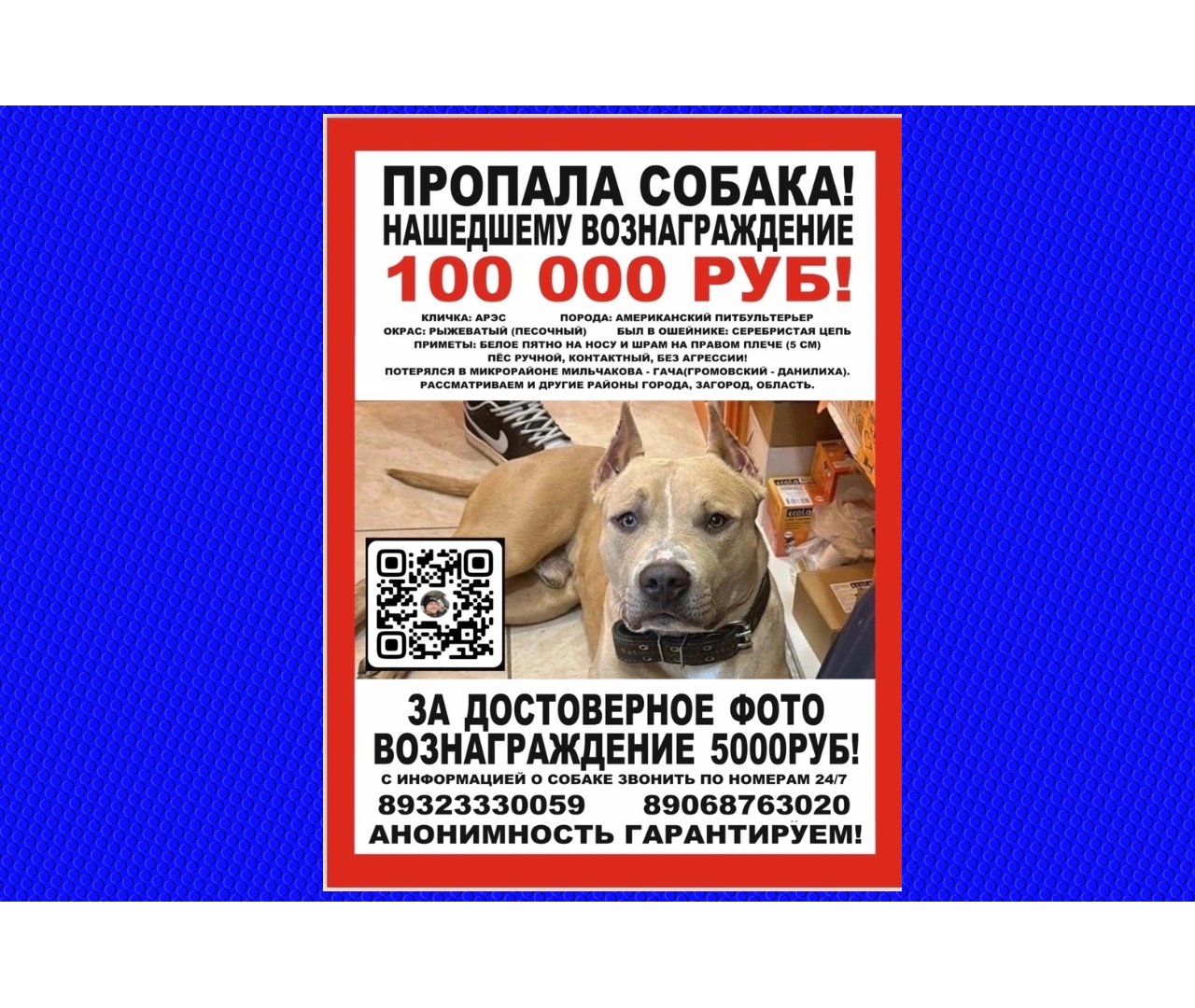 ПРОПАЛА СОБАКА!!! | Пикабу